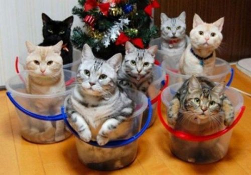 cats-in-buckets